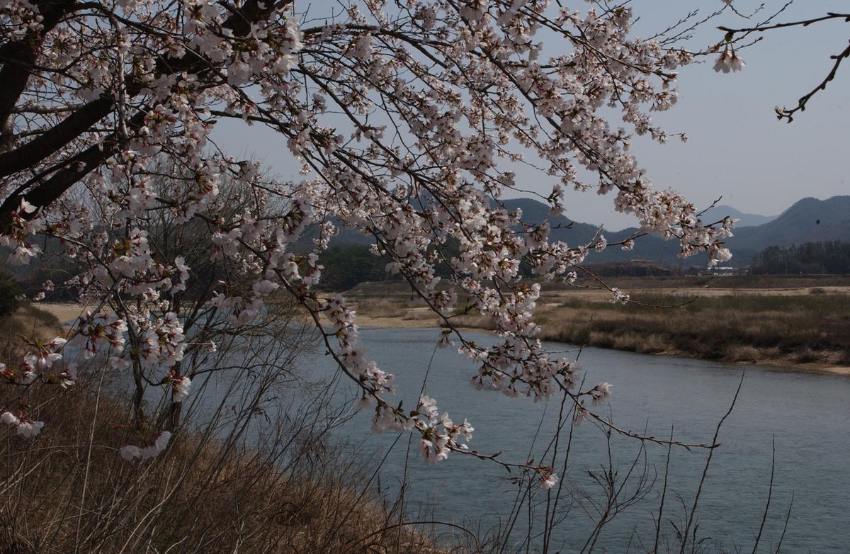 벚꽃길(3-1)16