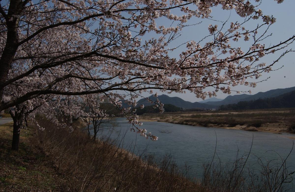 벚꽃길(3-1)19