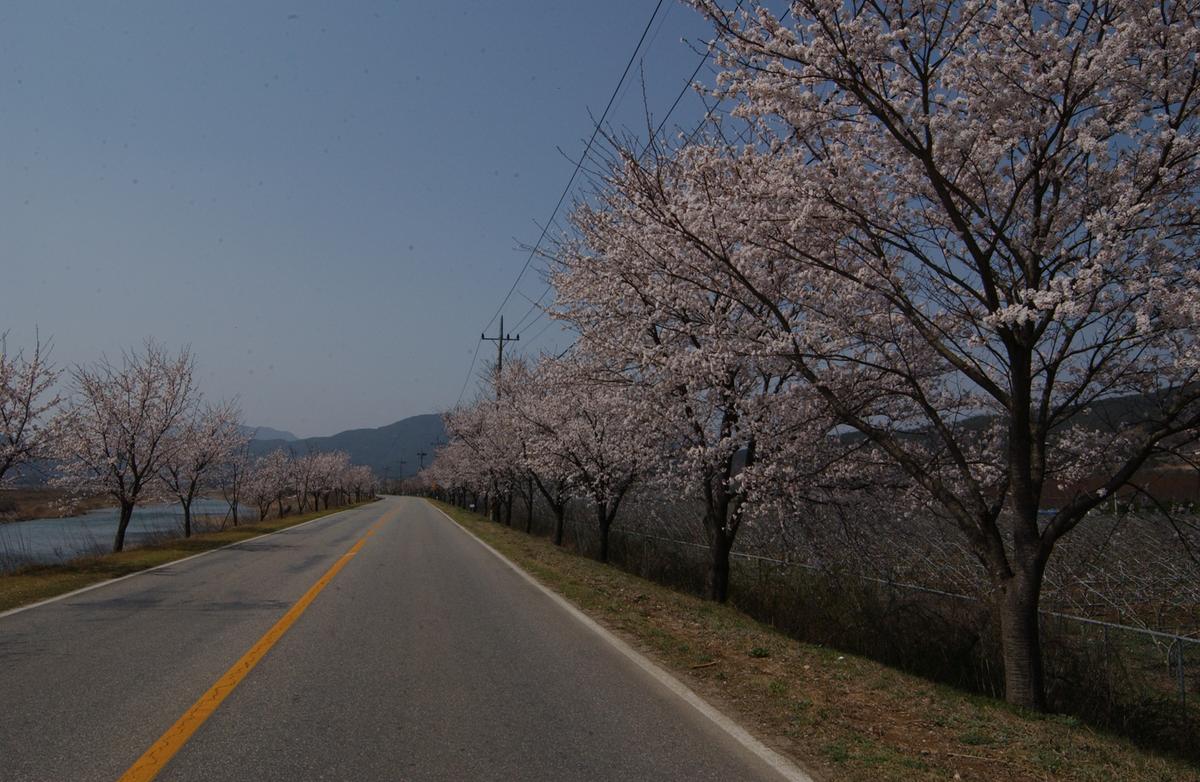 벚꽃길(3-1)20
