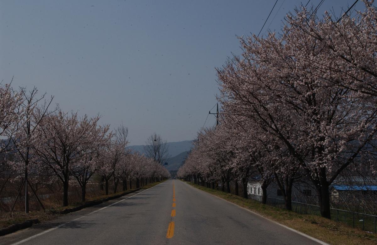 벚꽃길(3-1)21