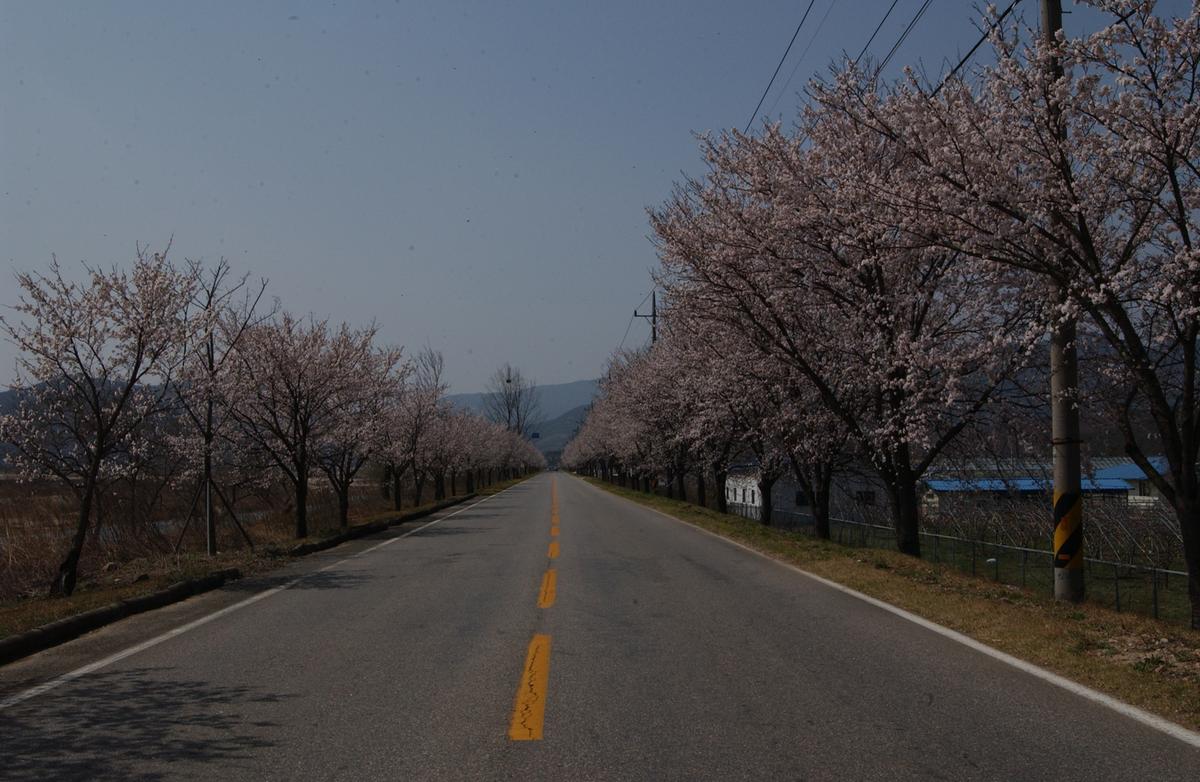 벚꽃길(3-1)22