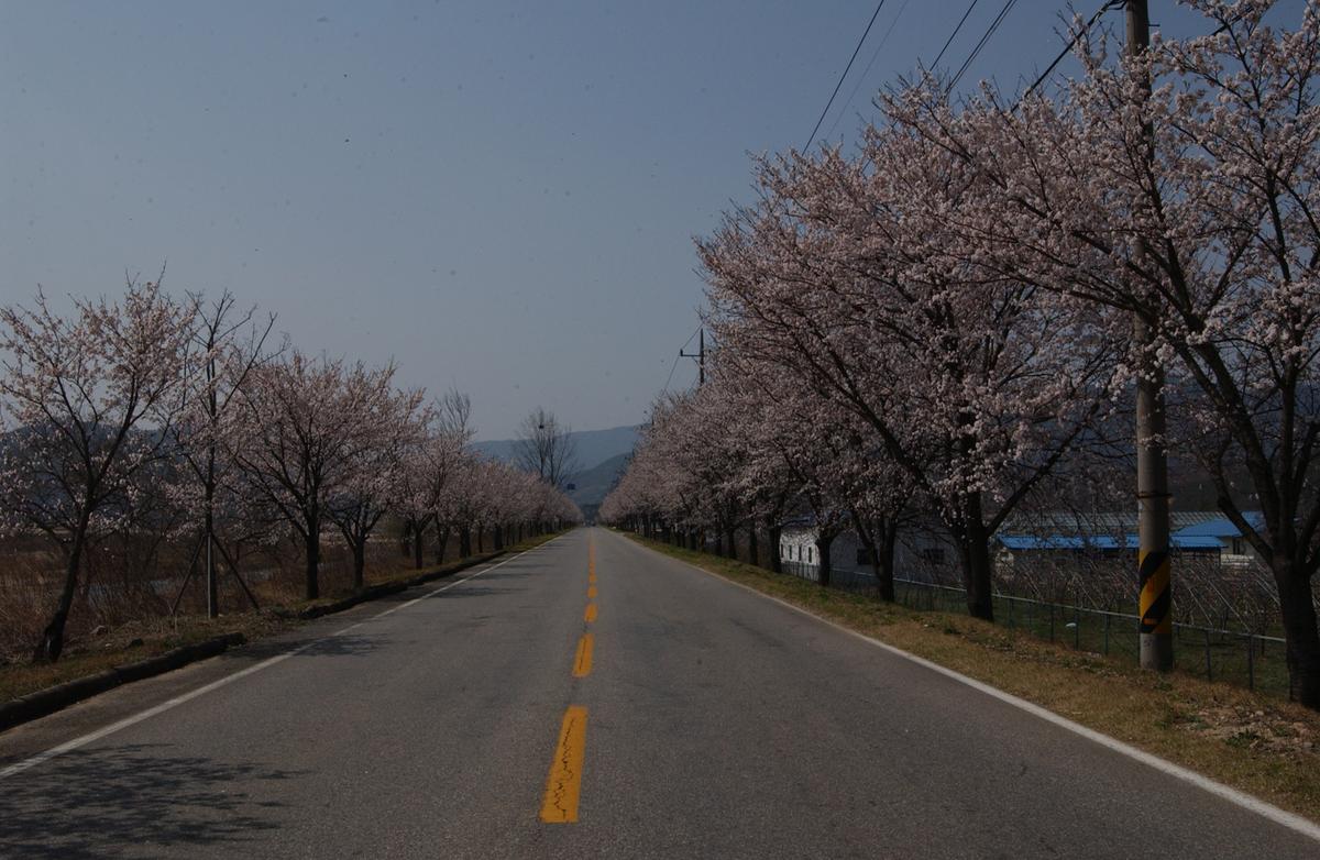 벚꽃길(3-1)23