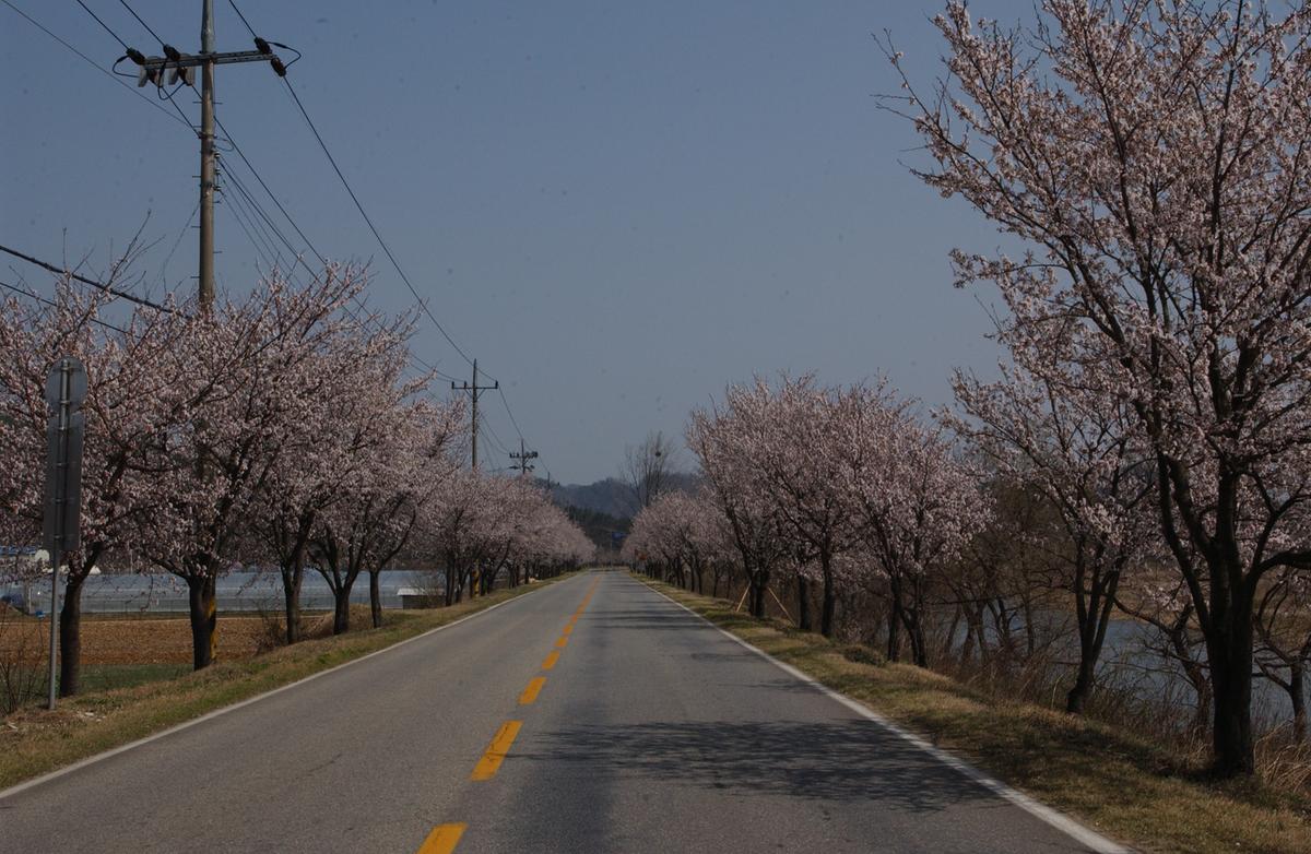 벚꽃길(3-1)25