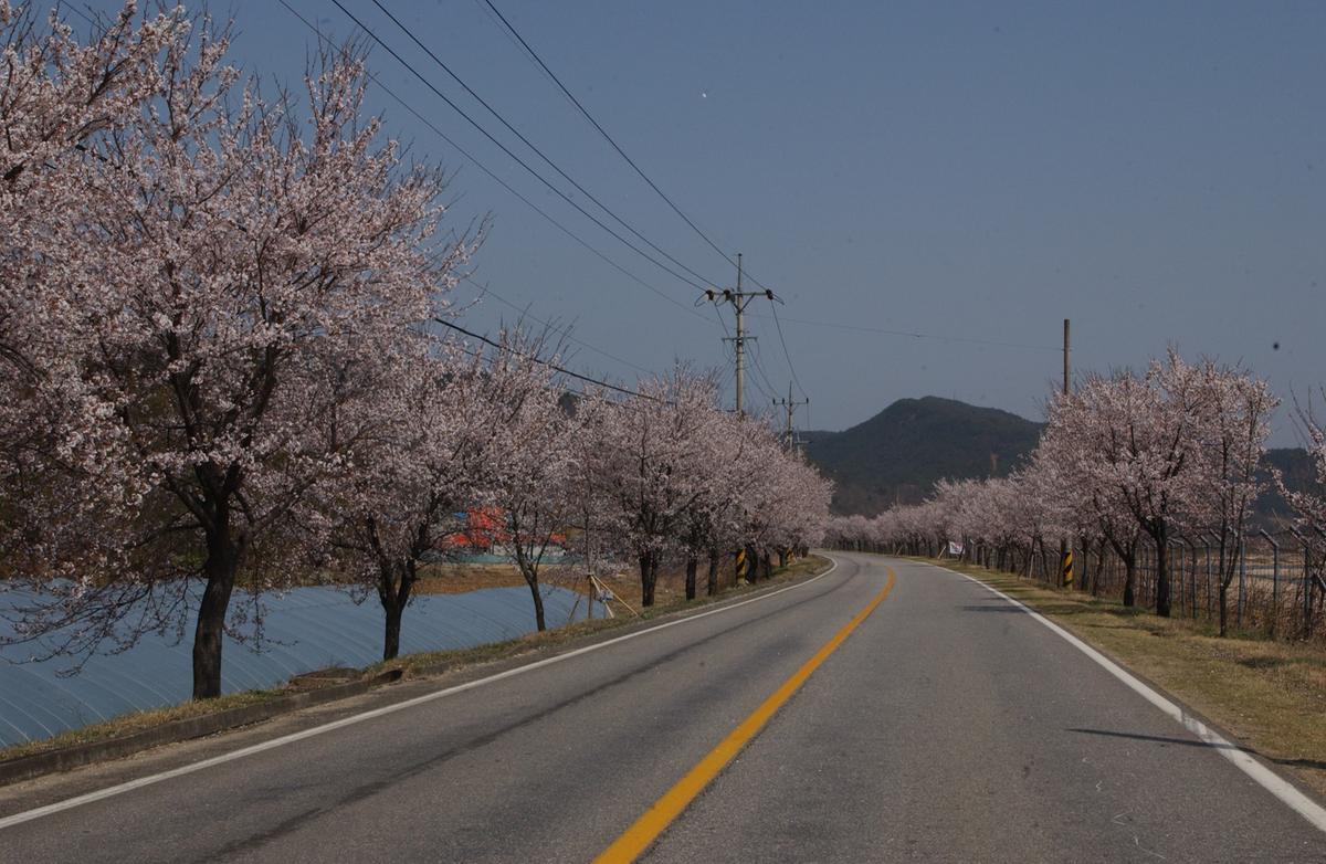 벚꽃길(3-2)4