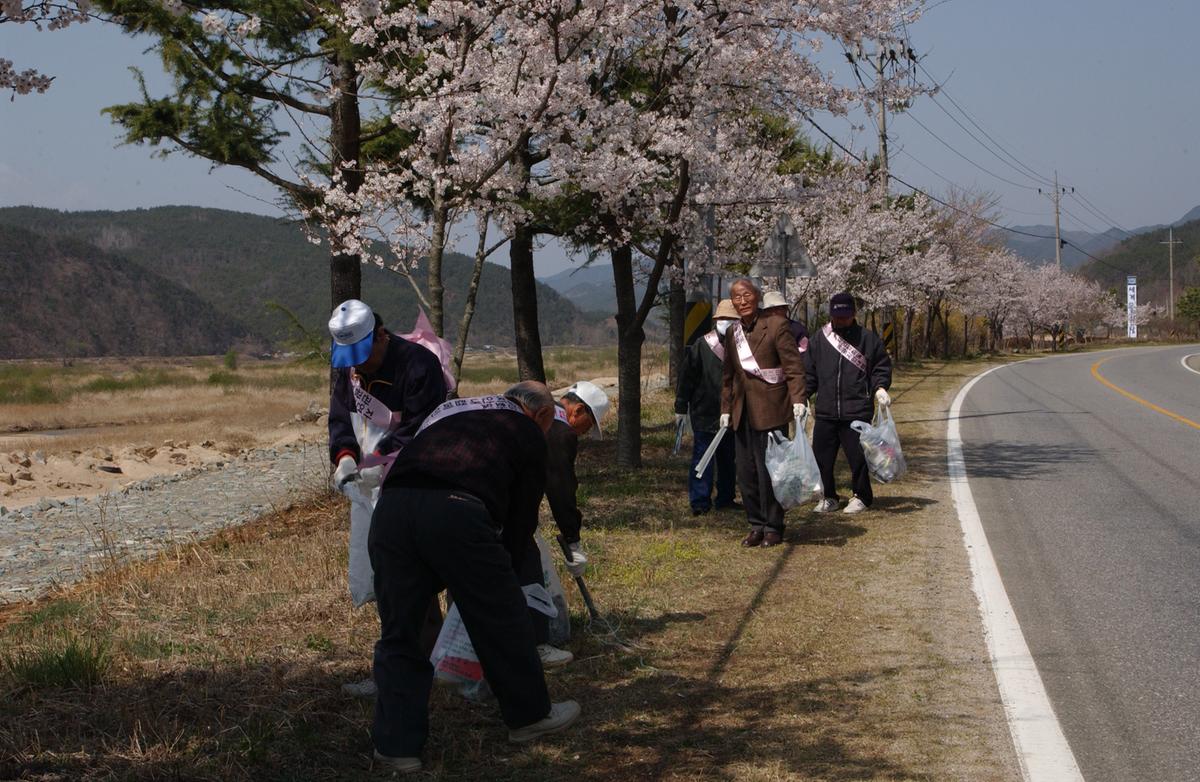 합천백리 벚꽃길(1)1