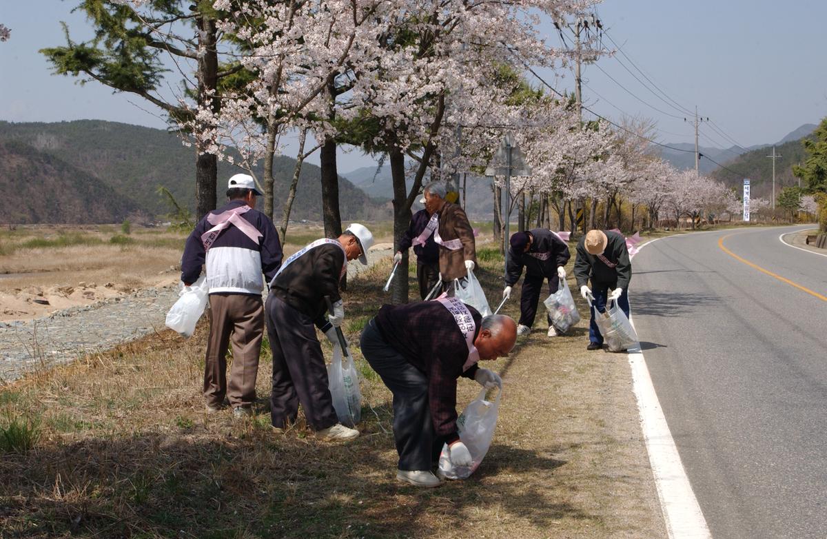 합천백리 벚꽃길(1)2