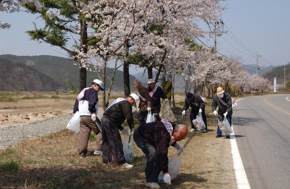 합천백리 벚꽃길(1)3