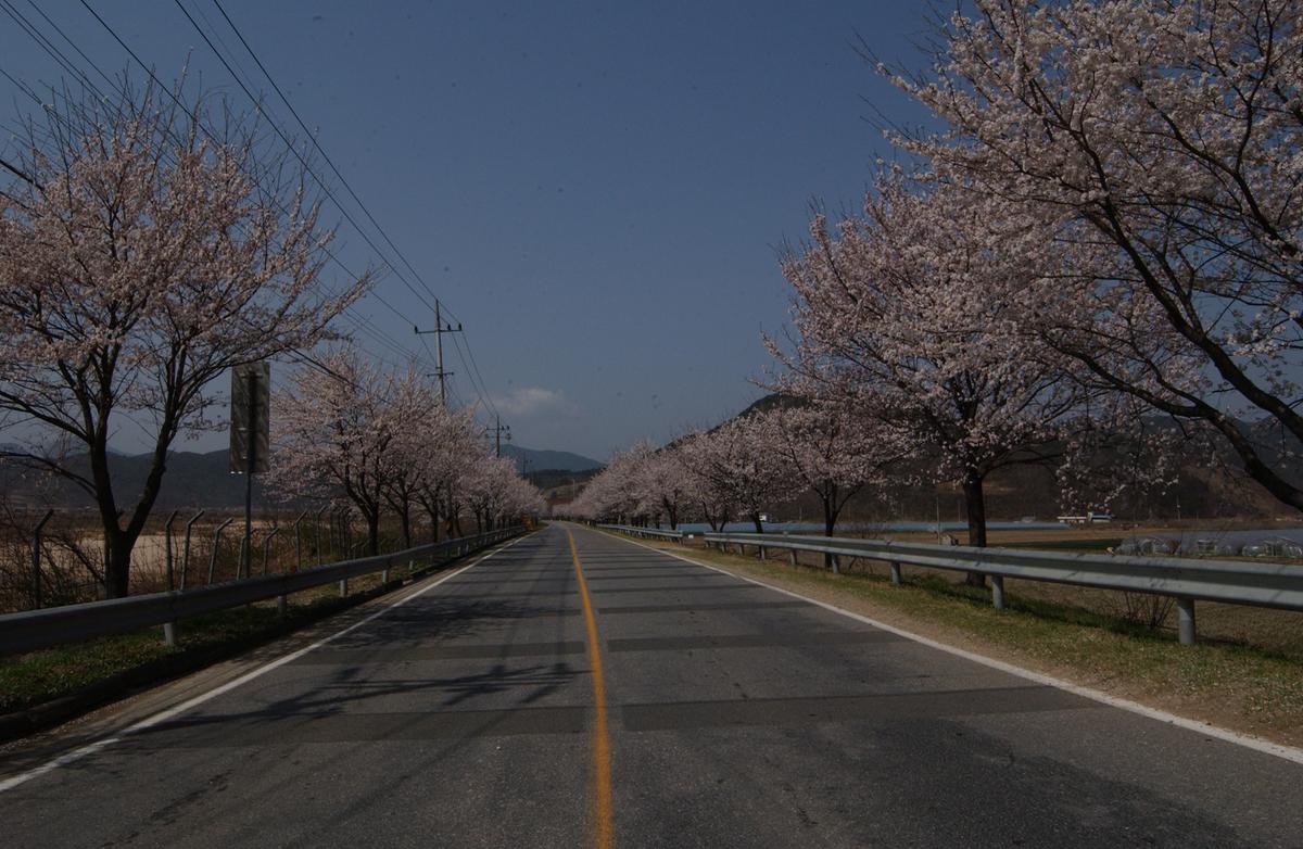 합천백리 벚꽃길(1)5