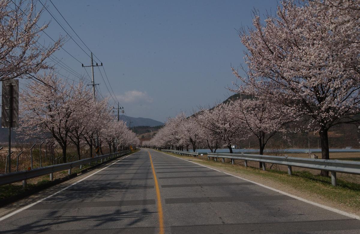 합천백리 벚꽃길(1)6