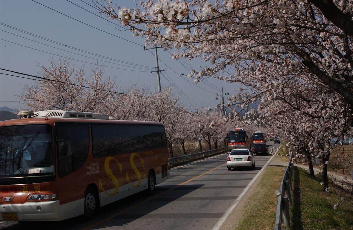 합천백리 벚꽃길(1)8