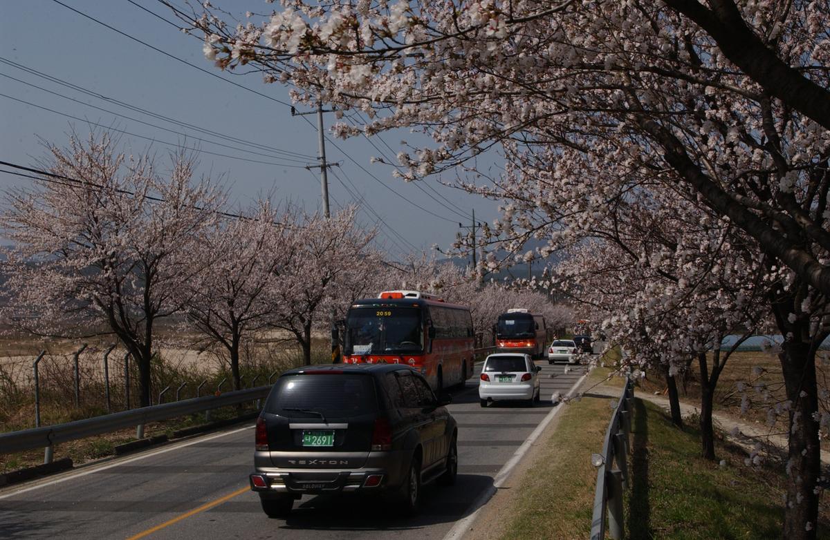 합천백리 벚꽃길(1)9