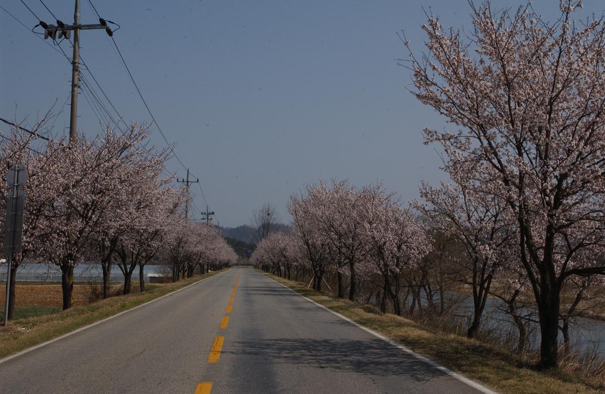 합천백리 벚꽃길(1)10