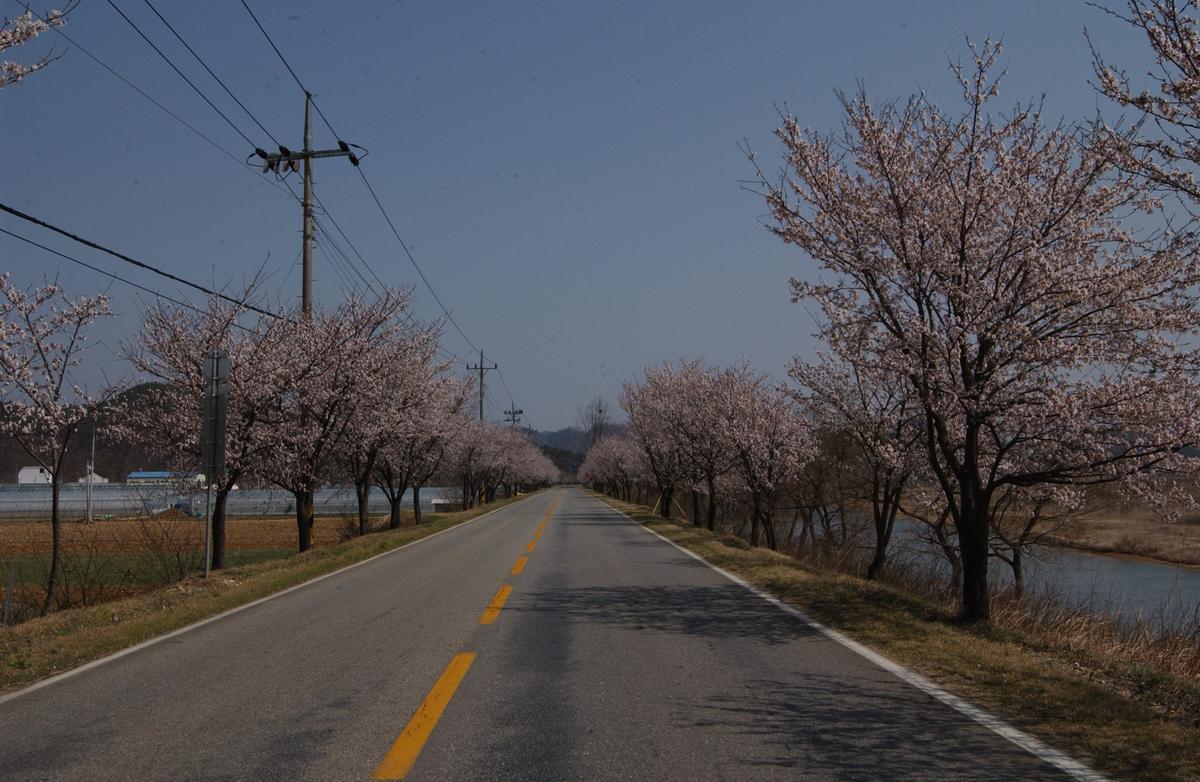 합천백리 벚꽃길(1)12