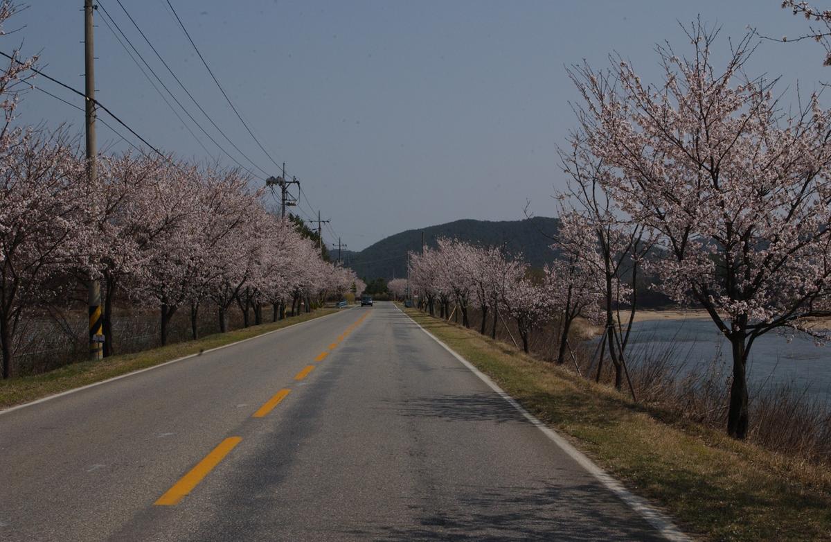 합천백리 벚꽃길(1)13