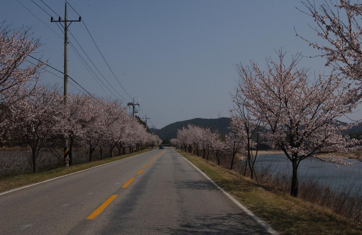 합천백리 벚꽃길(1)14