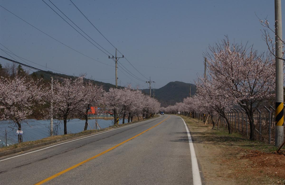 합천백리 벚꽃길(1)15