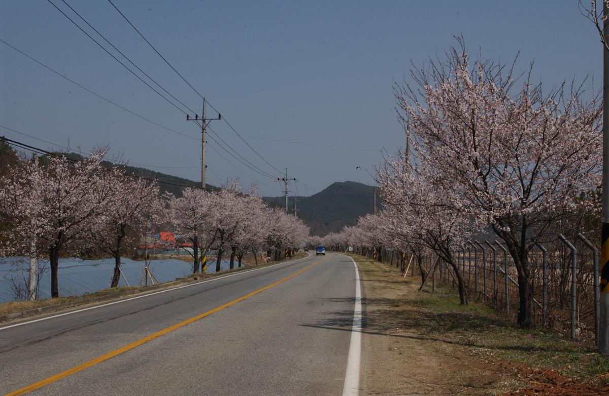 합천백리 벚꽃길(1)16