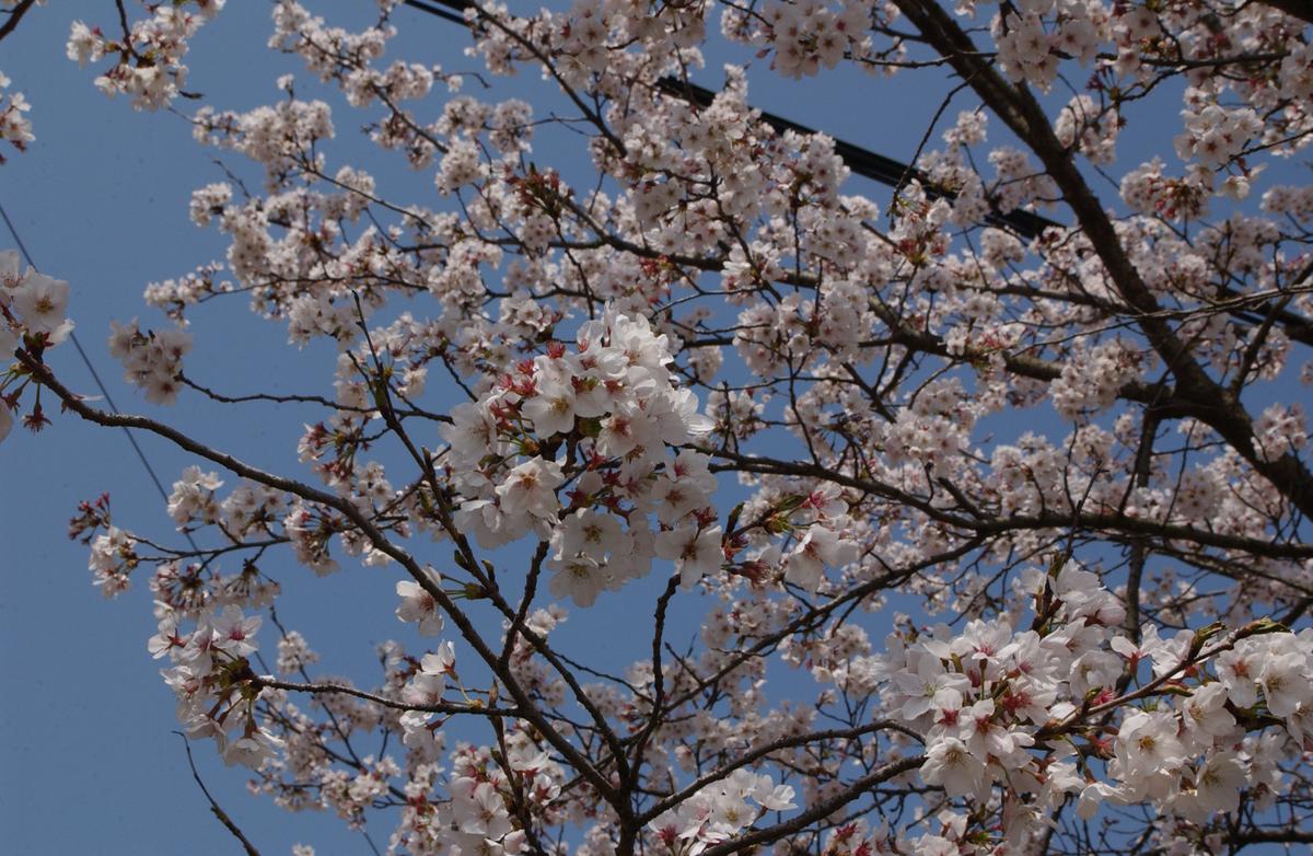 합천백리 벚꽃길(1)17