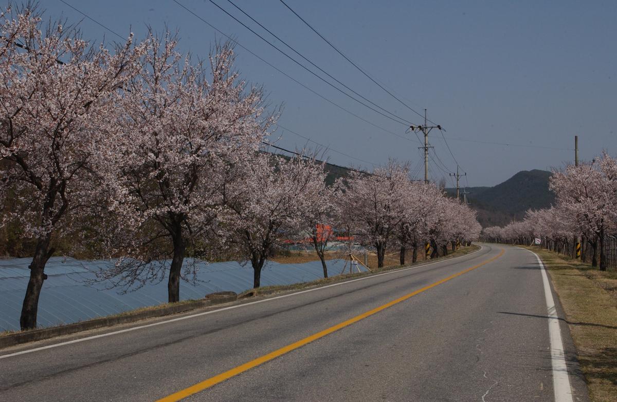 합천백리 벚꽃길(1)18