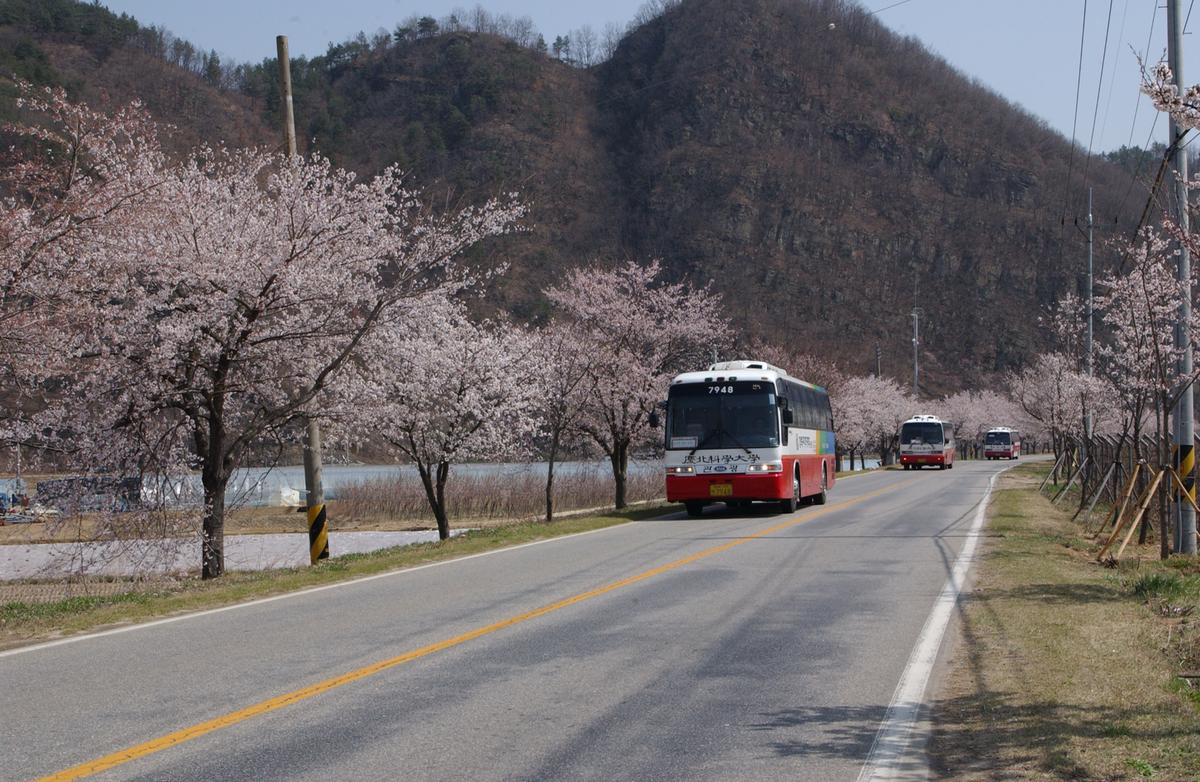 합천백리 벚꽃길(1)21