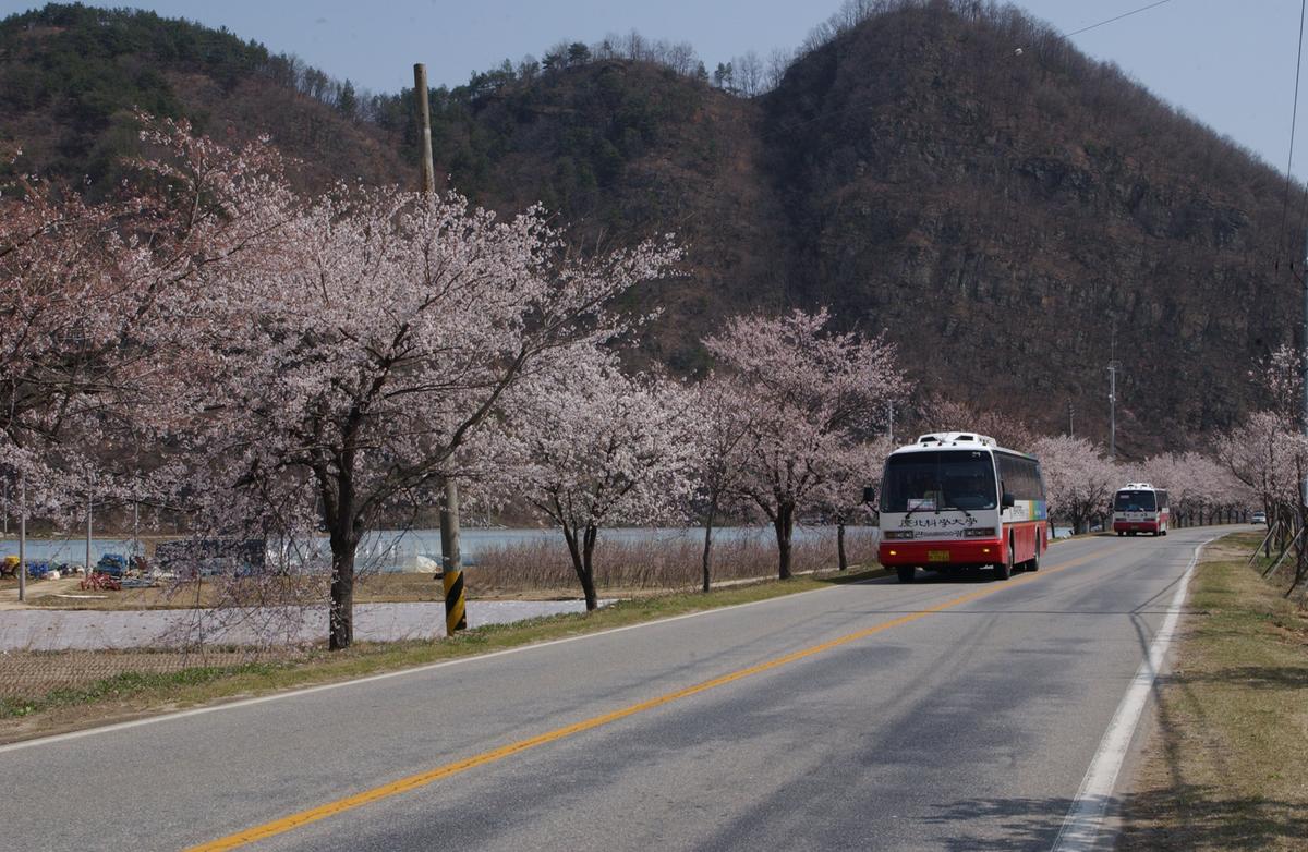 합천백리 벚꽃길(1)22