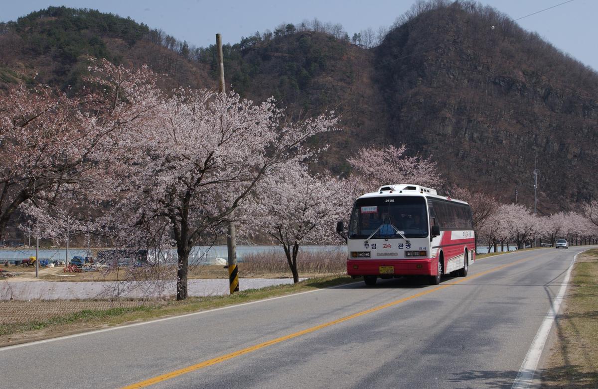 합천백리 벚꽃길(1)23
