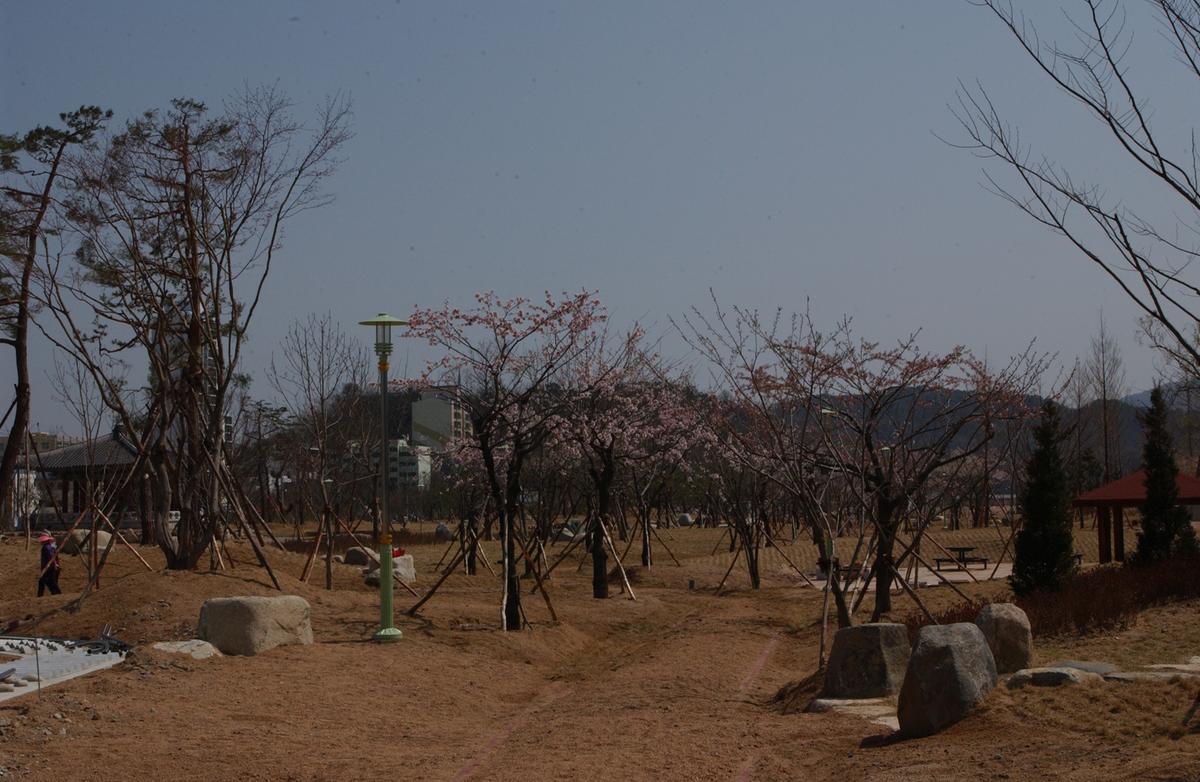 합천백리 벚꽃길(1)24