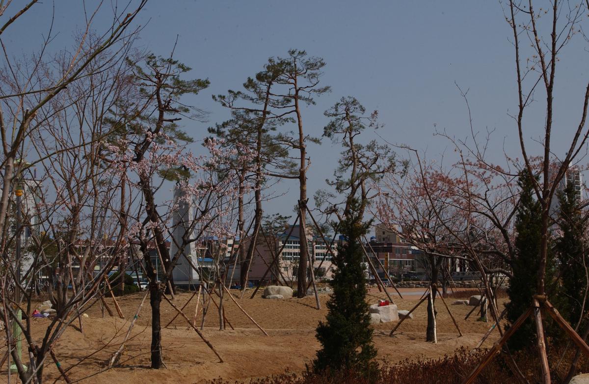 합천백리 벚꽃길(1)25