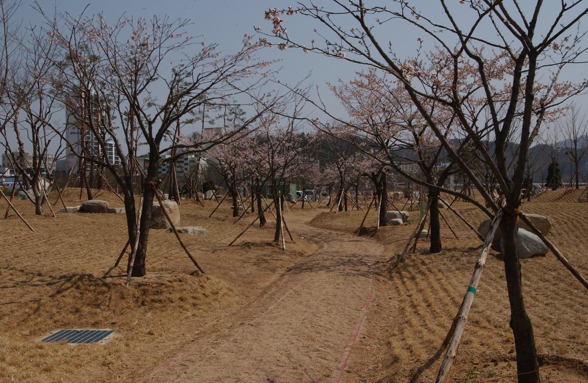 합천백리 벚꽃길(1)29