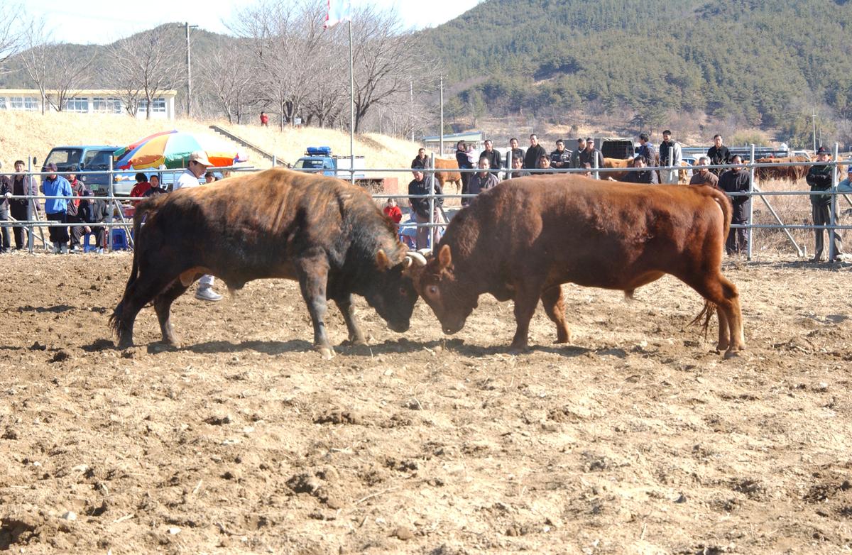 2006삼가소싸움-1