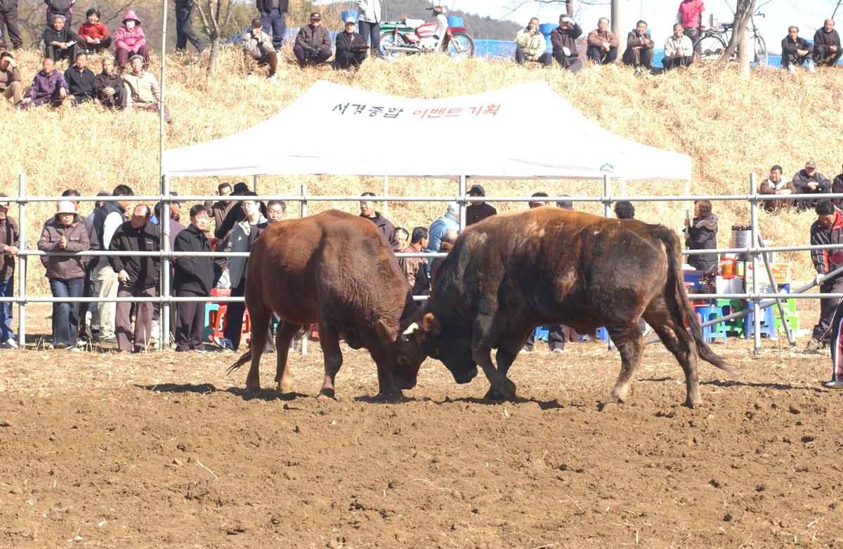 2006삼가소싸움-1
