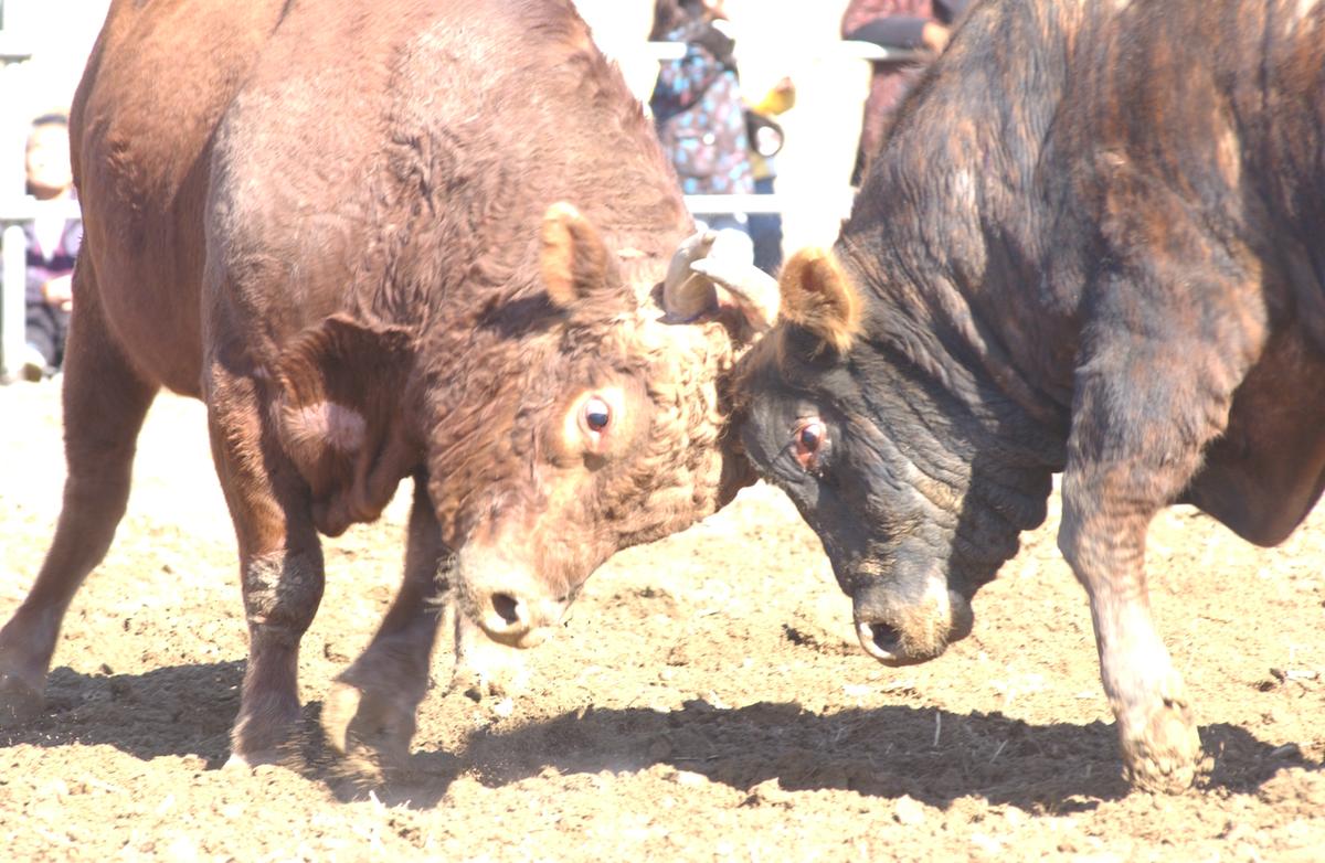 2006삼가소싸움-1