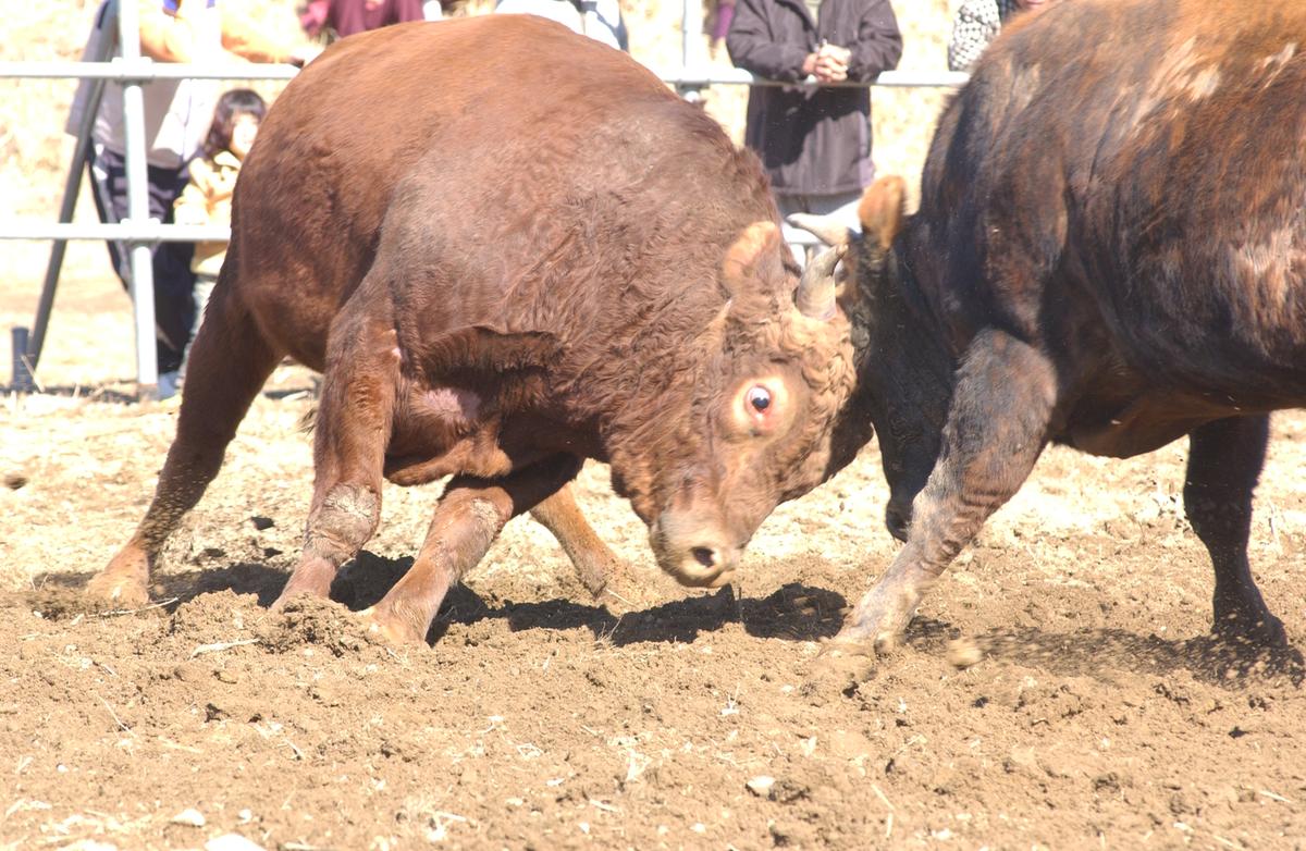 2006삼가소싸움-2