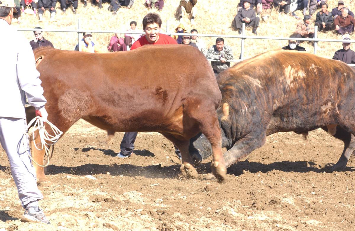 2006삼가소싸움-2