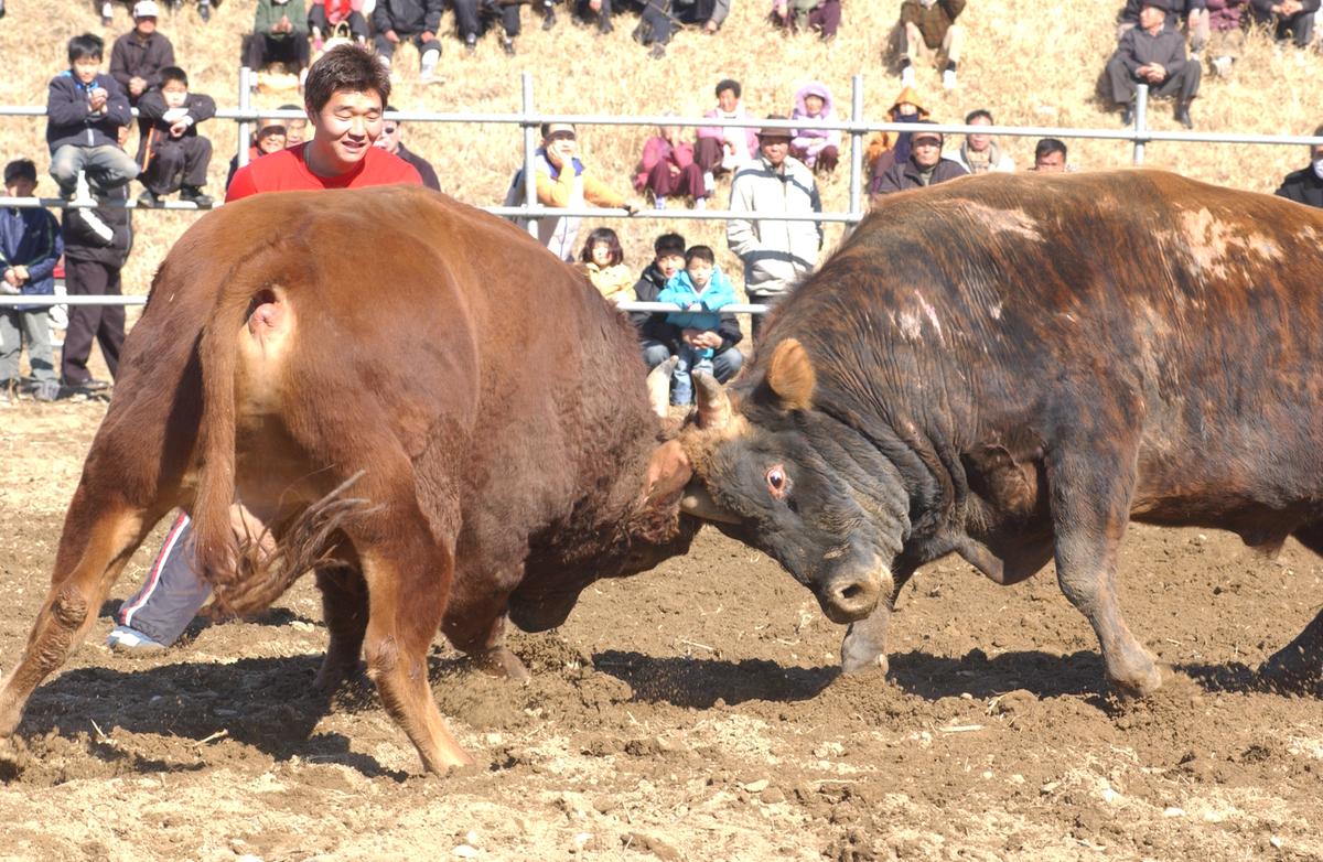 2006삼가소싸움-2