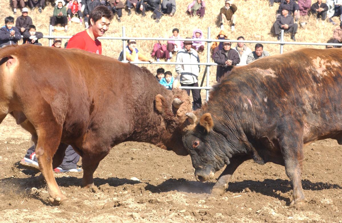 2006삼가소싸움-2