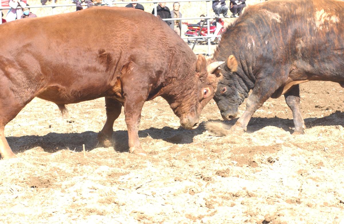 2006삼가소싸움-4