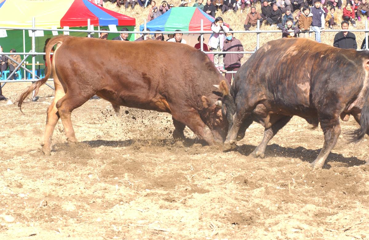 2006삼가소싸움-4