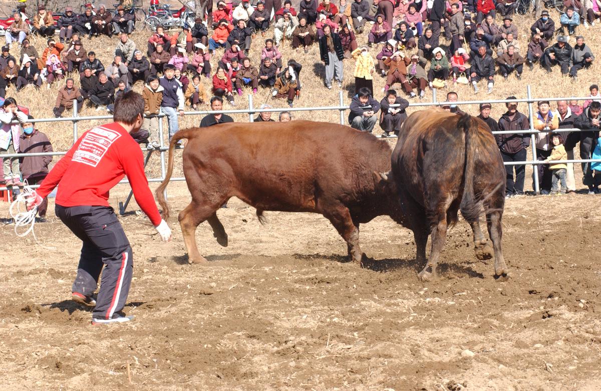 2006삼가소싸움-4