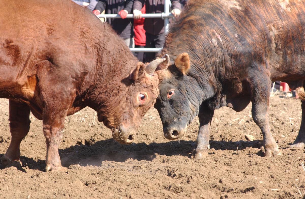 2006삼가소싸움-4