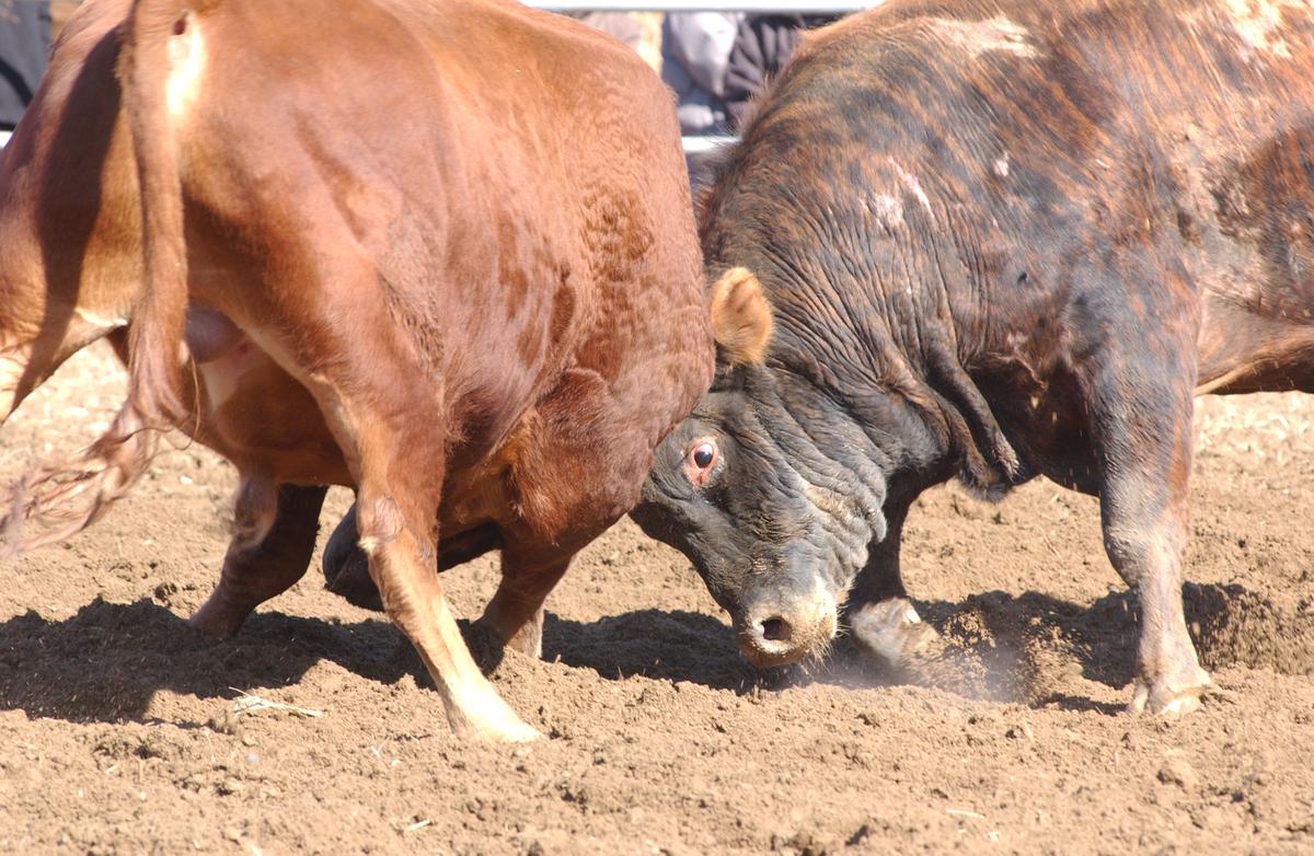 2006삼가소싸움-4