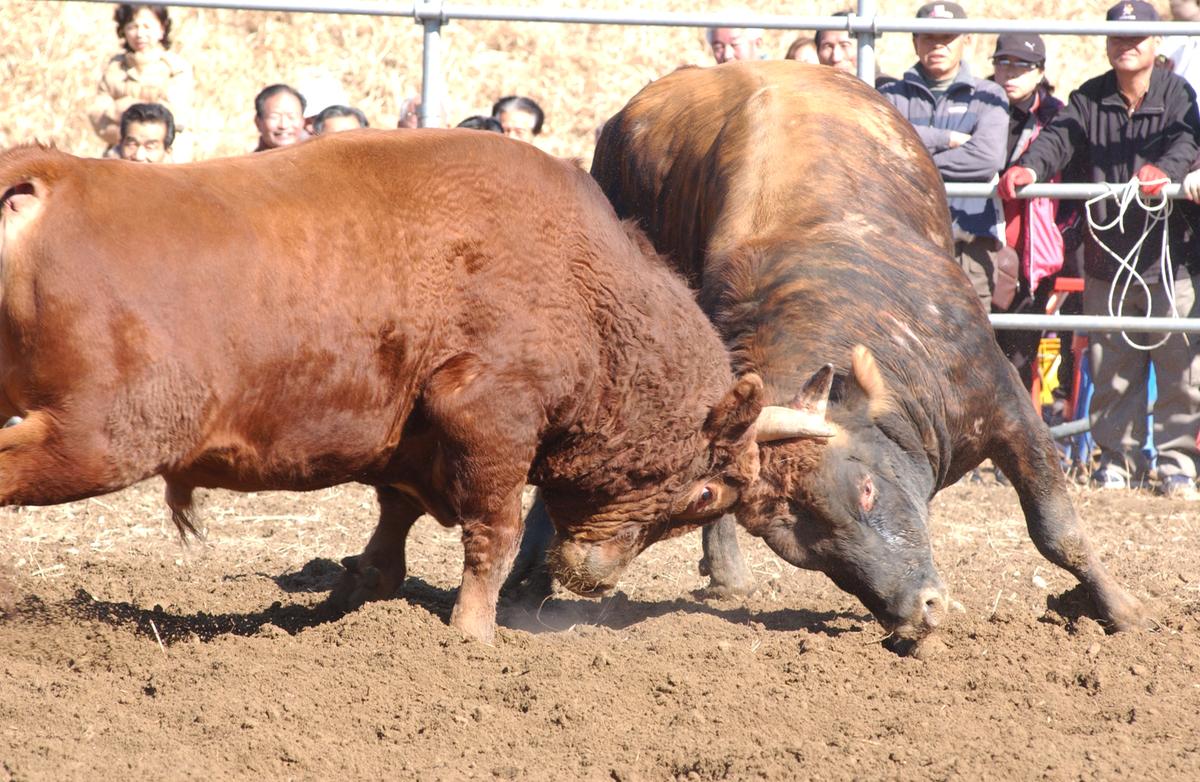 2006삼가소싸움-5