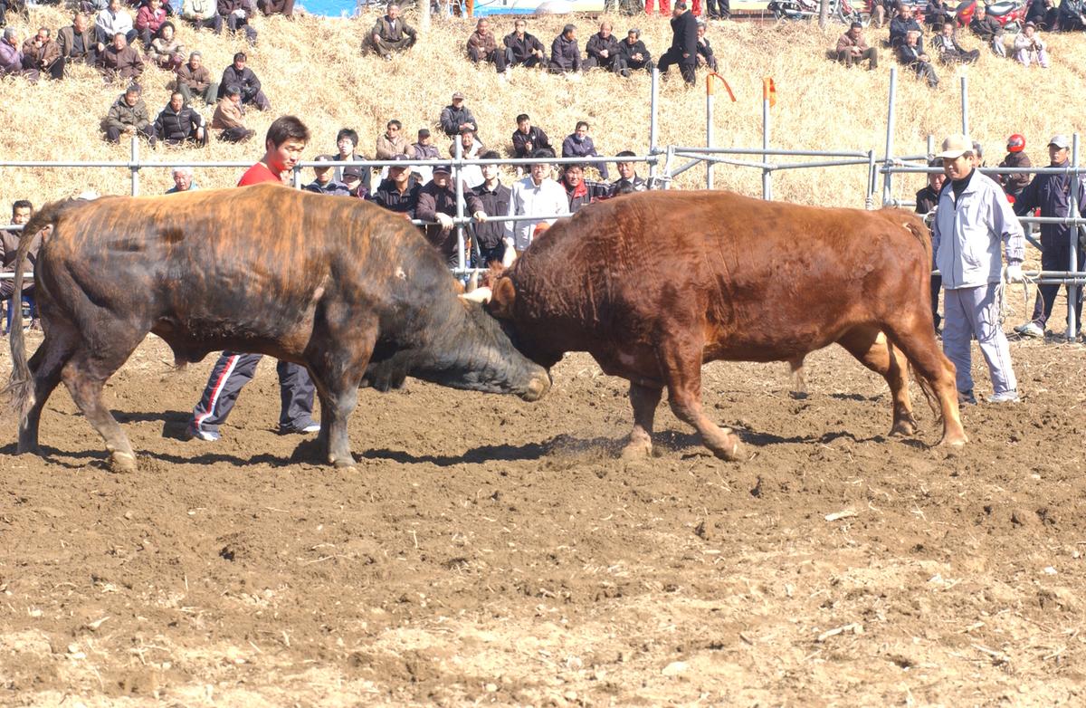 2006삼가소싸움-6