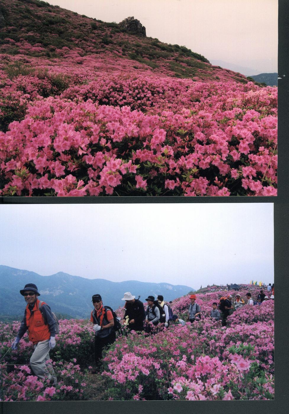 합천황매산철죽