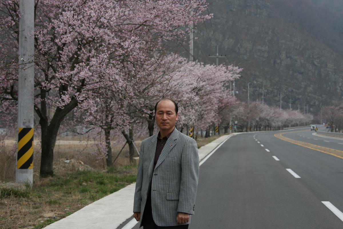 2007벚꽃나무사진