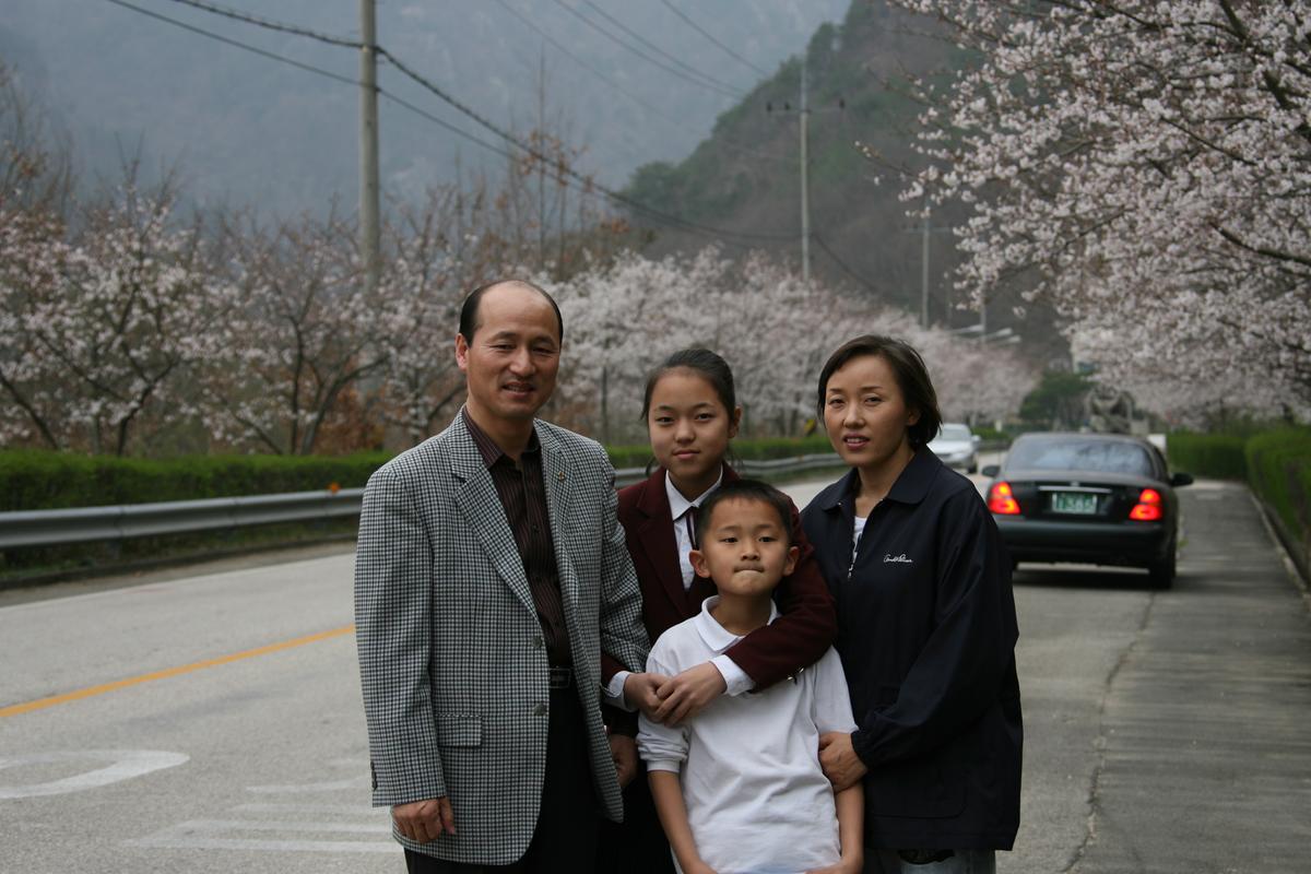 2007벚꽃나무사진