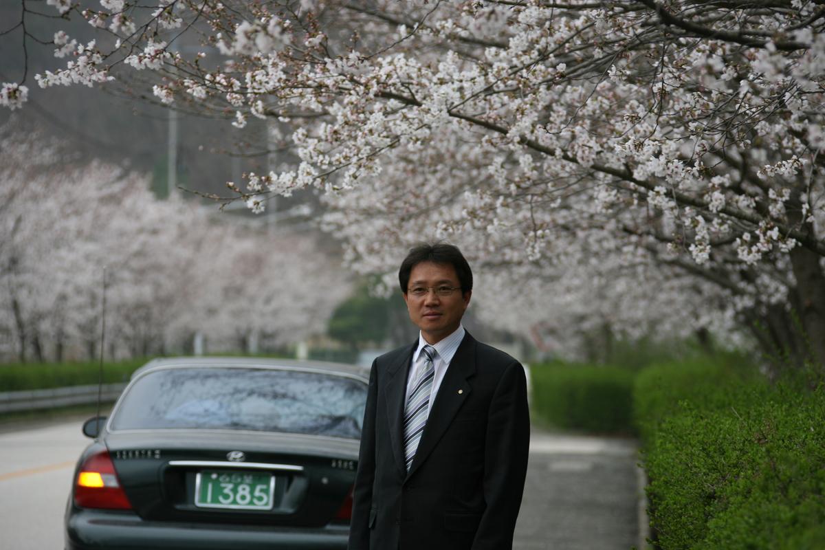 2007벚꽃나무사진