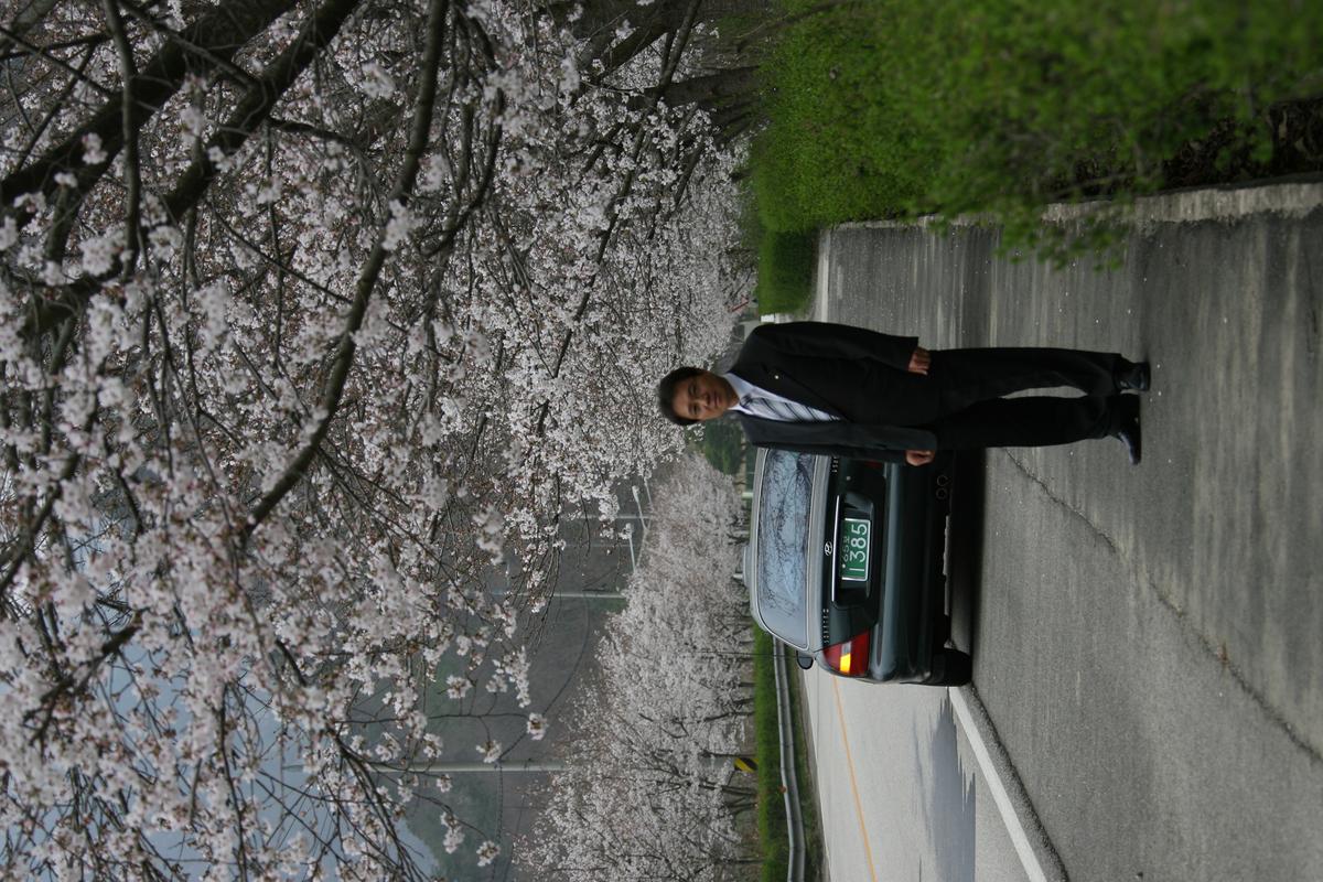 2007벚꽃나무사진