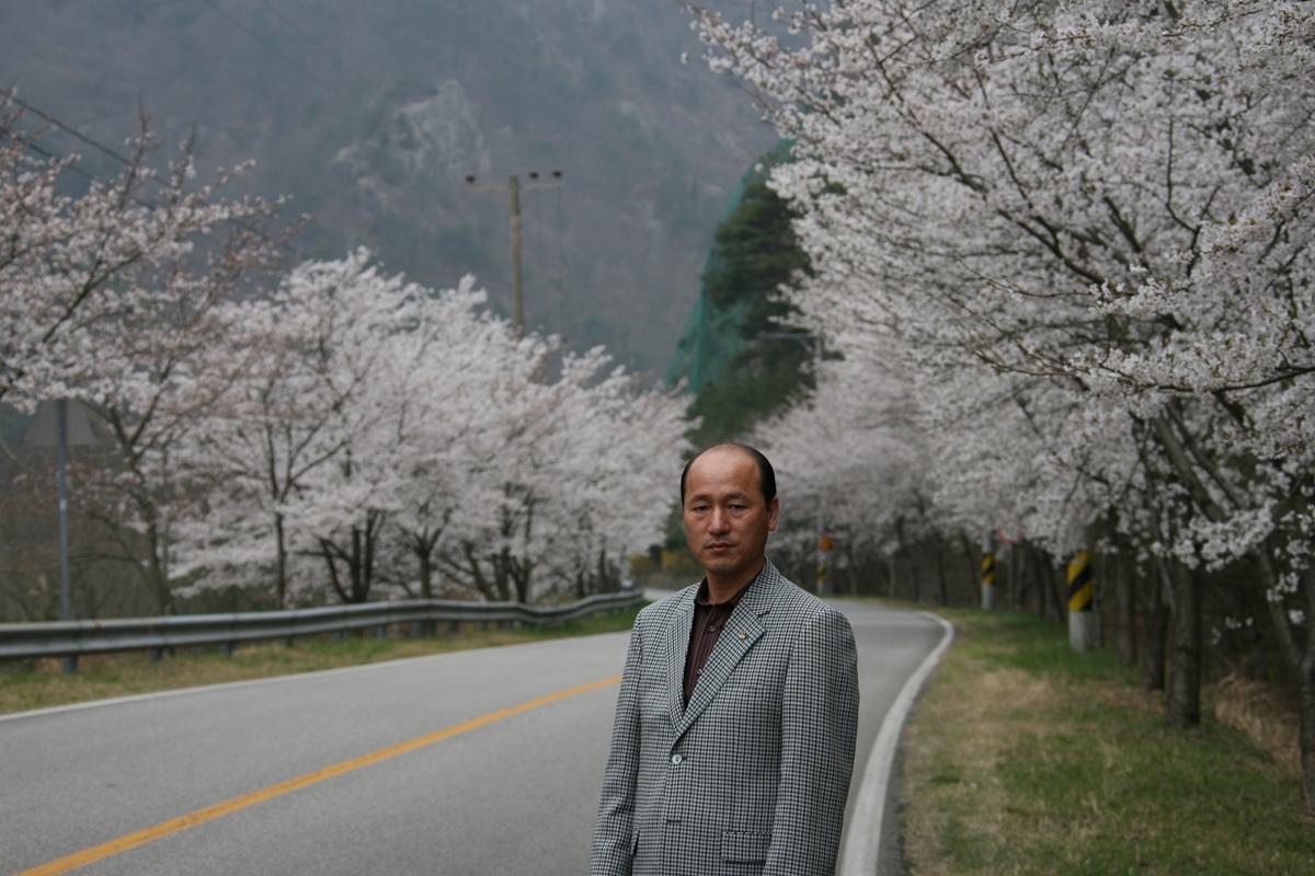 2007벚꽃나무사진