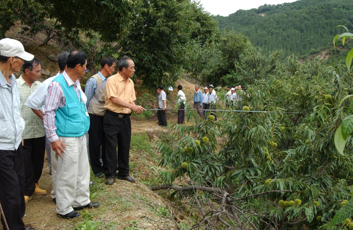 2006 밤나무